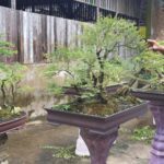 Tak Boleh Sembarangan, Ini Panduan Menyiram Tanaman Bonsai yang Benar ...