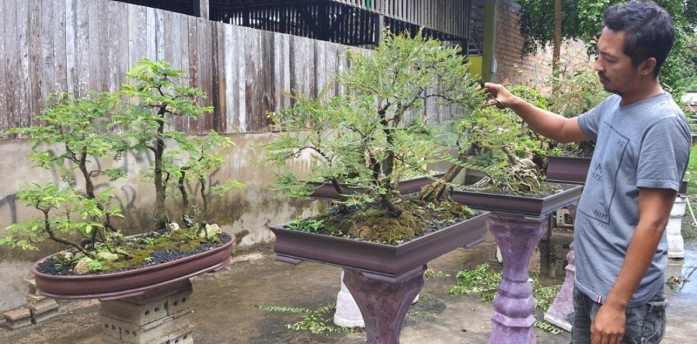 Cara Menyiram Bonsai Yang Benar (Bukan Sekadar Basah)