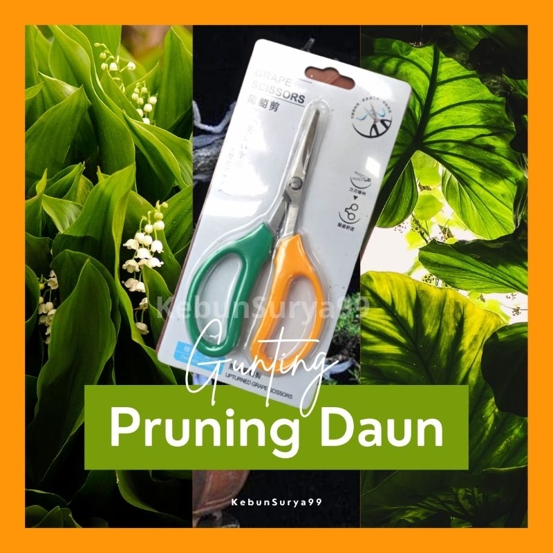 Studi Kasus Pruning Daun Total Pada Beringin Kimeng Untuk Mengecilkan Daun