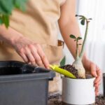 How to Repot Bonsai Trees Step-by-Step - Plantilio