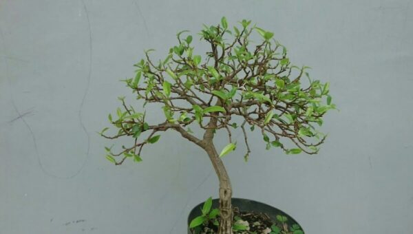 Cara Merangsang Tunas Baru Di Tempat Yang Diinginkan Setelah Pruning