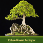 Bonsai Beringin Taiwan Kimeng Terbaik | Bonsai Ficus Microcarpa - YouTube