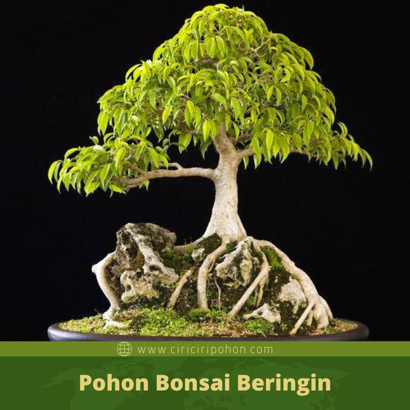 Panduan Memilih Bahan Bonsai Lokal 5 Pohon Terbaik Untuk Pemula (Beringin, Serut, Asem)