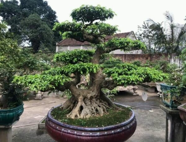Karakteristik Beringin (Ficus) Alasan Kenapa Jadi Pilihan No 1 Pemula Indonesia