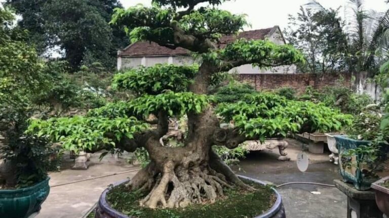 Karakteristik Beringin (Ficus) Alasan Kenapa Jadi Pilihan No 1 Pemula Indonesia