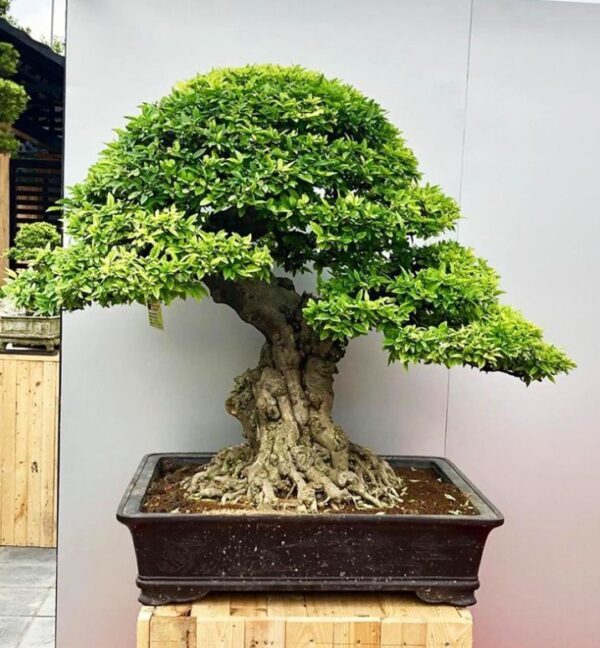 Apa Itu ‘Bahan’, ‘Bakalan’, Dan ‘Dongkelan’? Memahami Istilah Dasar Bonsai