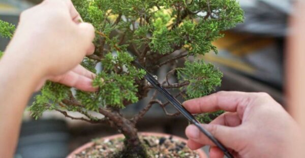 Menentukan Cabang Primer, Sekunder, Dan Tersier Melalui Pruning