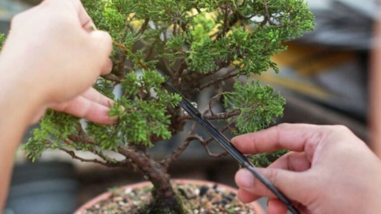 Menentukan Cabang Primer, Sekunder, Dan Tersier Melalui Pruning