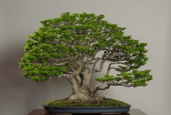 Panduan Pemupukan Dasar Kapan, Apa, Dan Bagaimana Memberi Nutrisi Bonsai