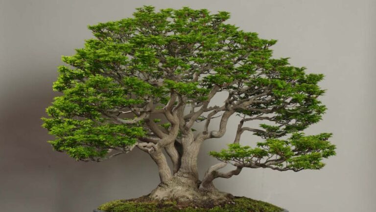 Panduan Pemupukan Dasar Kapan, Apa, Dan Bagaimana Memberi Nutrisi Bonsai