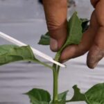 Pengaruh dan Dampak Positif Pemangkasan (Pruning/Wiwil) Pada Tanaman