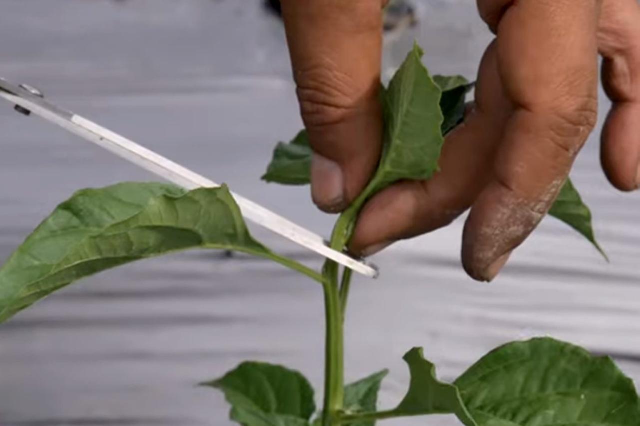 Menggabungkan Teknik Wiring Dan Pruning Untuk Hasil Maksimal Dalam Satu Sesi