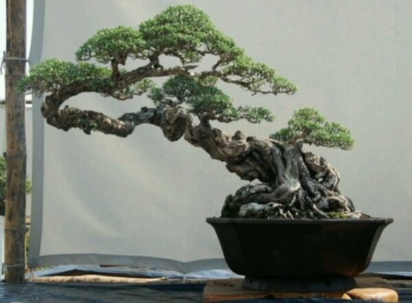 Pentingnya Sinar Matahari Di Mana Sebaiknya Meletakkan Bonsai Anda?
