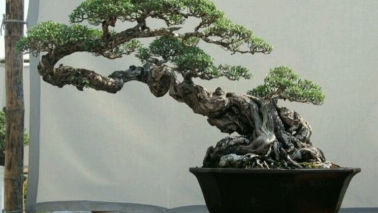 Pentingnya Sinar Matahari Di Mana Sebaiknya Meletakkan Bonsai Anda?