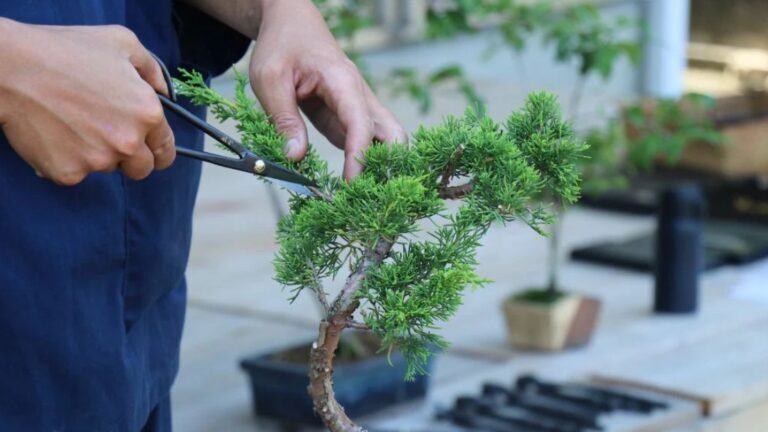 Pruning Vs Pinching (Memotes Tunas) Apa Bedanya Dan Kapan Menggunakannya?