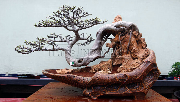 Teknik Pruning Akar Kunci Utama Membuat Bonsai Tetap Kerdil