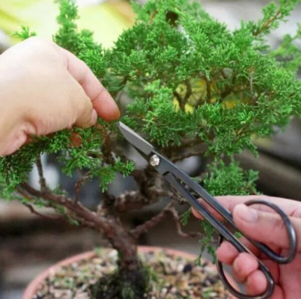 Tutorial Pruning Cabang Membentuk Arah Tumbuh Dan Dimensi