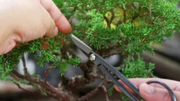 Tutorial Pruning Cabang Membentuk Arah Tumbuh Dan Dimensi