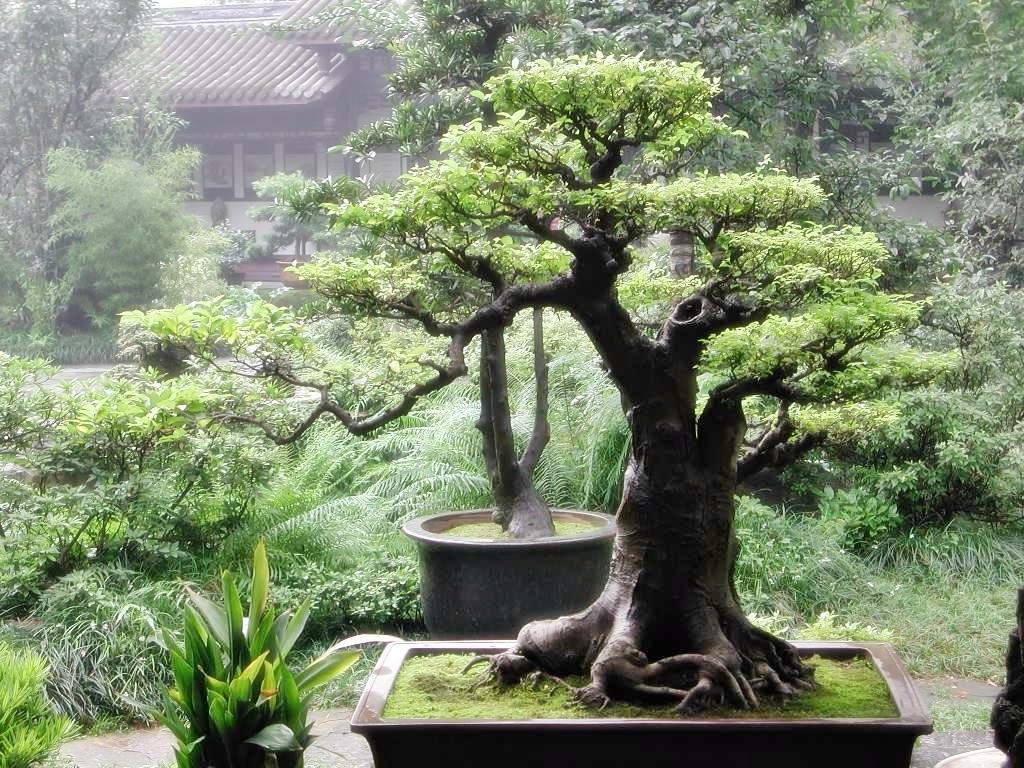 Mengenal Bonsai Lebih Dari Sekadar Tanaman Kerdil Di Pot