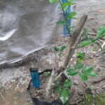 Jual BAHAN BONSAI SERUT/STREBLUS ASPER UNIK REALPICT | Shopee Indonesia