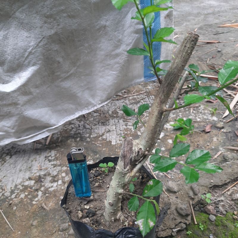 Mengenal Bahan Bonsai Serut (Streblus Asper) Dari Pagar Rumah Menjadi Karya Seni