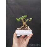 Merapikan Bonsai Penjing panorama yang sederhana ...