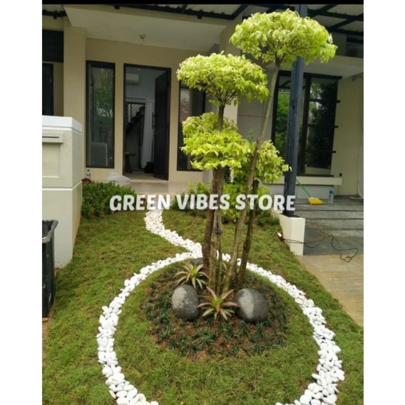 Tips Pruning Bahan Bonsai Anting Putri (Wrightia Religiosa)