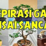 Gaya - gaya bonsai di dunia, lengkap dengan karakteristiknya - YouTube