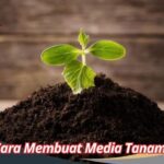 Cara Membuat Media Tanam: Solusi Kreatif untuk Pertumbuhan Tanaman yang ...