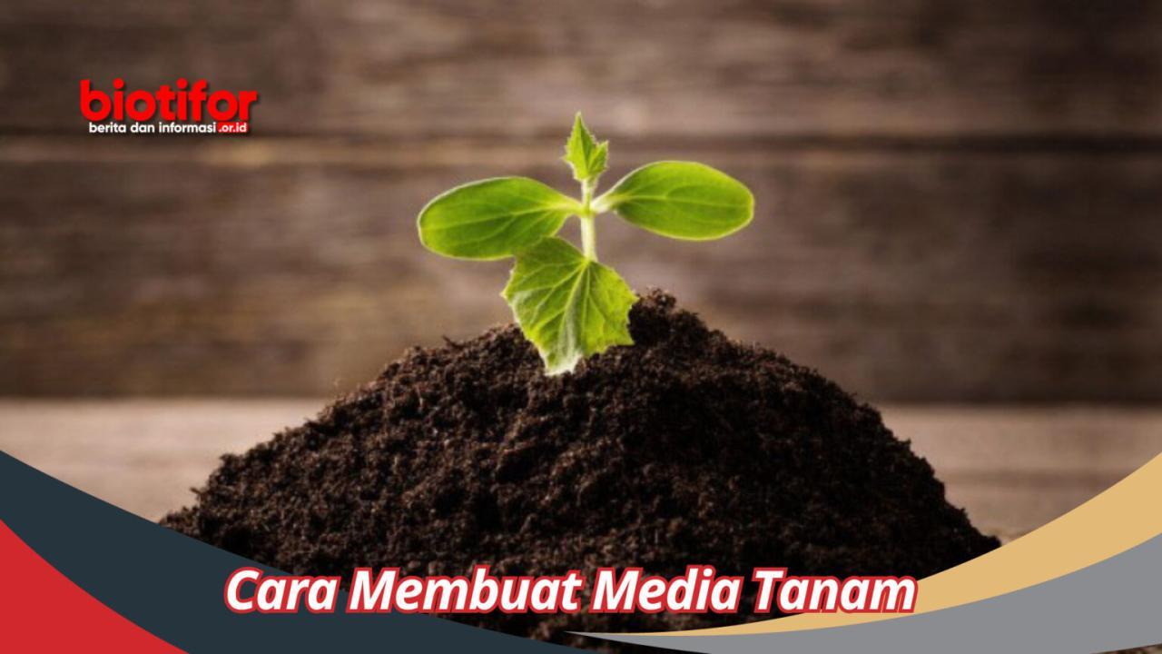 Memilih Media Tanam Yang Tepat Untuk Bonsai Di Iklim Tropis (Anti Becek!)