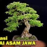 33 MACAM INSPIRASI BONSAI ASAM JAWA TERBAIK (The Best of Tamarindus ...