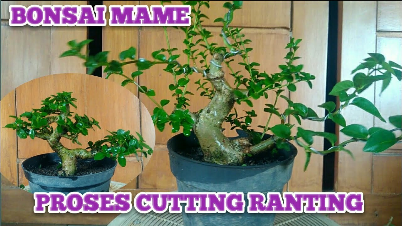 20 Alat Bonsai dan Kegunaannya — CIRICIRIPOHON.ID