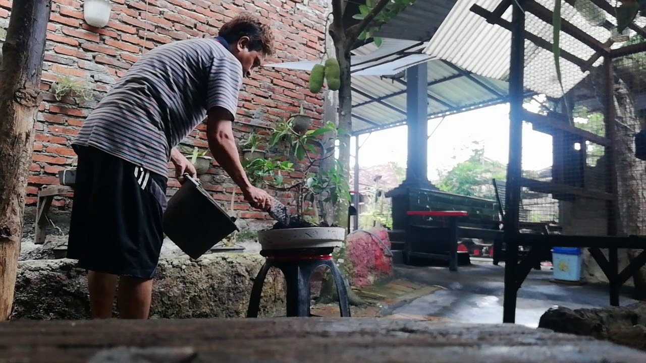 Cara memindahkan bonsai dari pot..satu. Ke pot yang lainnya. - YouTube