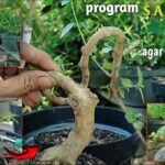 Inspirasi Bonsai Sancang Diatas Batu (premna microphylla) - YouTube