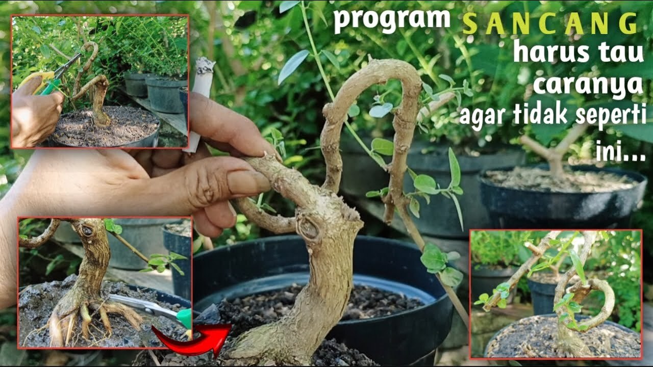 Inspirasi Bonsai Sancang Diatas Batu (premna microphylla) - YouTube