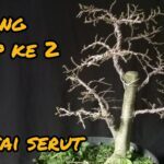 Pruning tahap ke 2 /bonsai serut @TunasBonsai861 - YouTube