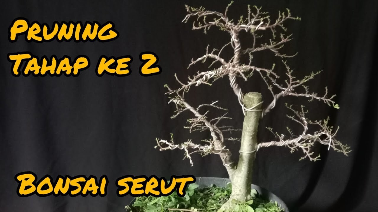 Tutorial Pruning Pertama (First Cut) Pada Bahan Bonsai Serut