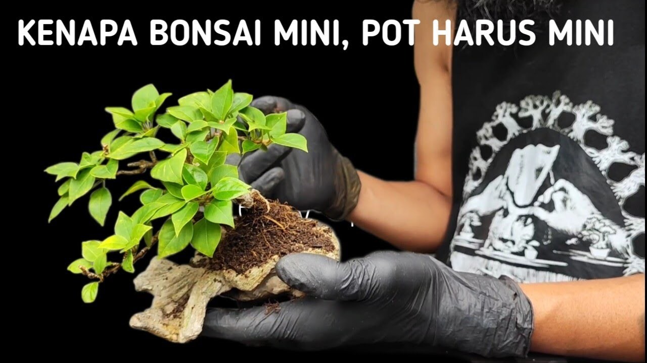 Pengantar Pruning Kenapa Bonsai Harus Dipangkas?