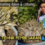 Pengaruh dan Dampak Positif Pemangkasan (Pruning/Wiwil) Pada Tanaman