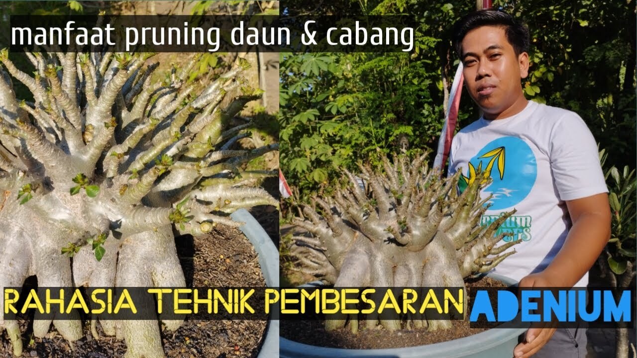 Apa Itu Defoliasi (Pruning Daun)? Manfaat, Risiko, Dan Caranya