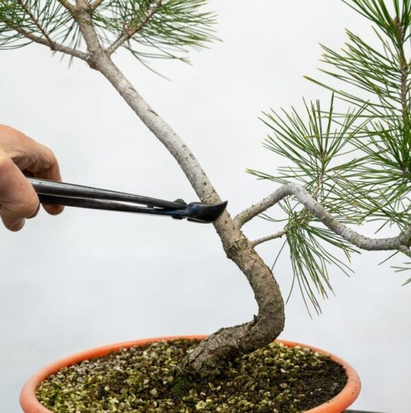 Teknik “Pecah Batang” Vs “Pruning” Mana Yang Lebih Baik Untuk Membesarkan Batang?