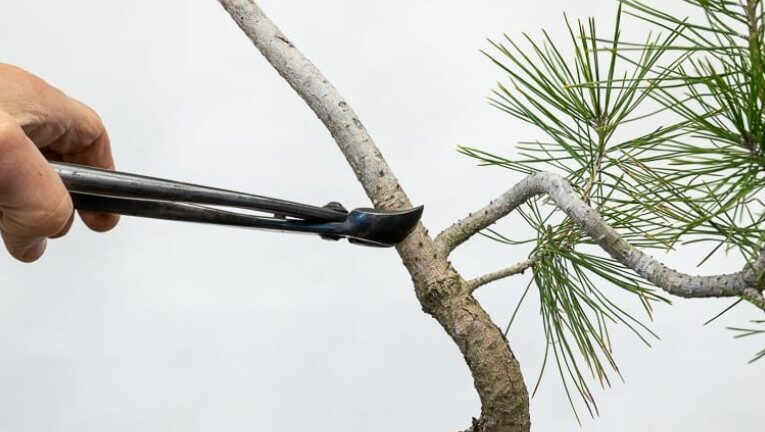Teknik “Pecah Batang” Vs “Pruning” Mana Yang Lebih Baik Untuk Membesarkan Batang?