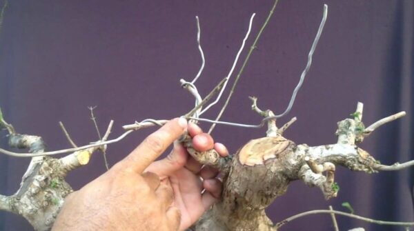 5 Kesalahan Wiring Paling Umum Yang Bisa Membunuh Ranting Bonsai