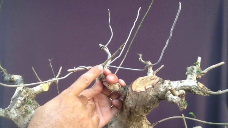 5 Kesalahan Wiring Paling Umum Yang Bisa Membunuh Ranting Bonsai