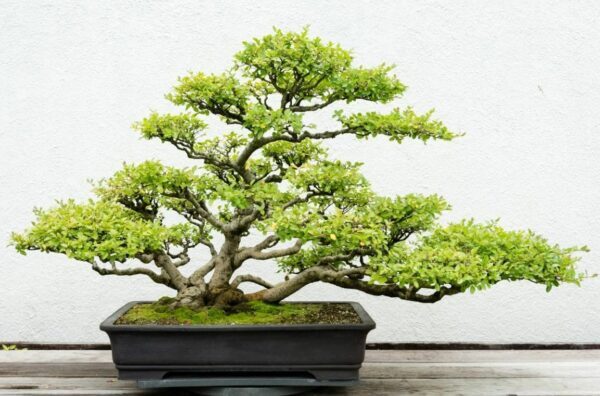 Alternatif Wiring Menggunakan Tali Atau Pemberat Untuk Gaya Cascade (Air Terjun)