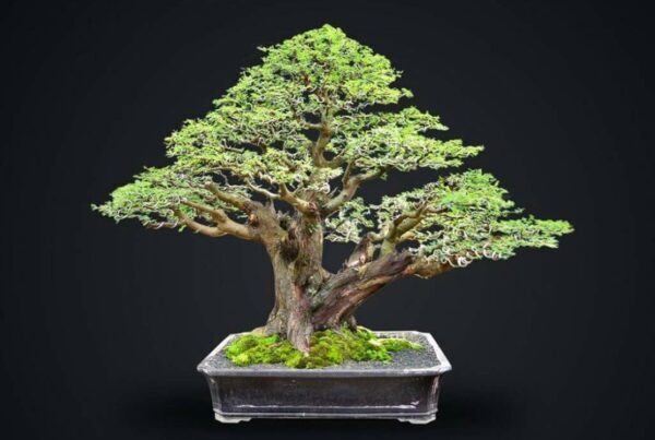 Cara Membengkokkan Batang Keras Dengan Aman (Teknik Lilit Rafia)