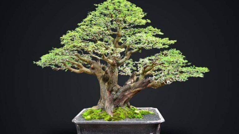 Cara Membengkokkan Batang Keras Dengan Aman (Teknik Lilit Rafia)