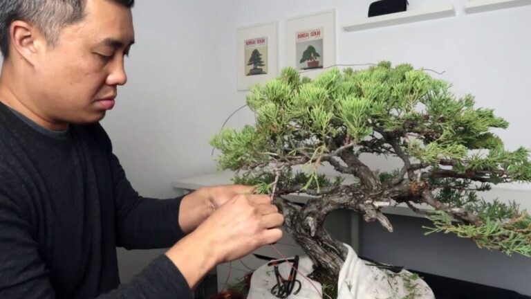 Cara Memperbaiki Ranting Yang Patah Saat Proses Wiring