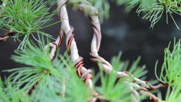 Cara Menentukan Ukuran (Diameter) Kawat Yang Tepat Untuk Cabang