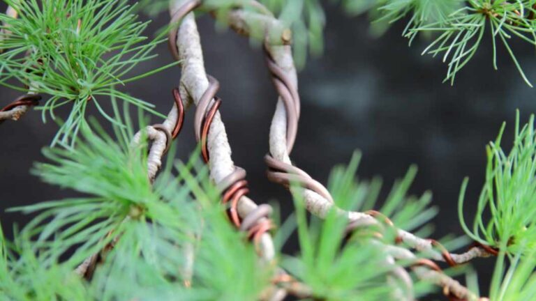 Cara Menentukan Ukuran (Diameter) Kawat Yang Tepat Untuk Cabang